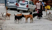 rahul priyanka gandhi menka gandhi on stray dogs experts on sterlisation