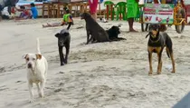Goa government has constituted a three member task force to tackle the issue of stray dogs