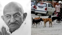 Mahatma gandhi on stray dogs