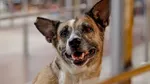 How other countries deal with the problem of stray dogs