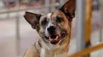 How other countries deal with the problem of stray dogs
