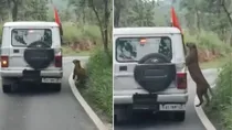 bannerghatta safari leopard attack 12 year old boy video viral 