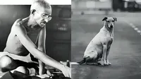 Mahatma Gandhi on stray Dogs in Shelter Homes