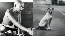 Mahatma Gandhi on stray Dogs in Shelter Homes