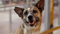 karnataka 4 year old girl dies of rabies after stray dog bite in davangere
