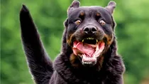 badaun two year old boy dies of rabies after dog licks wound