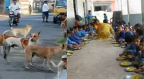 Chhattisgarh HC Dog Licked Midday Meal