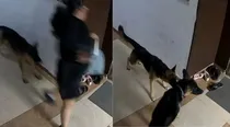 Ghaziabad Dog Attack