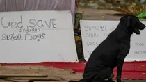 Supreme Court Stray Dogs Shelter Homes Final Decision