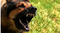New lab-grown rabies antibodies to stop rabies deaths? 