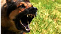 New lab-grown rabies antibodies to stop rabies deaths? 