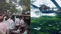 Auraiya, Monkey, Uttar Pradesh, Auraiya News, Monkey News, Uttar Pradesh News