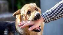 Rajasthan three children attacked by stray dogs in Alwar