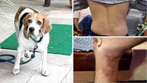 reserve inspector beats constable by belt in khargone mp over missing pet dog