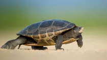 MP Killing Turtle