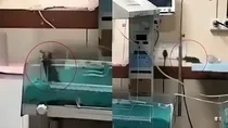 mp two baby dies after rat bite Parents made serious allegations against indore hospital