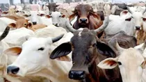 jharkhand police station turned into cowshed after 200 cattle seized bajrang dal 