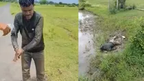 MP Sagar viral news sarpanch considered dead