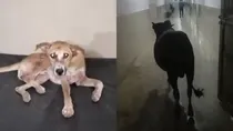 Sidhi cattles and dogs seen in hospitals video viral