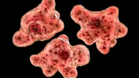 Brain Eating Amoeba