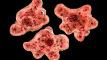 Brain Eating Amoeba