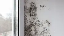 what are the dangers of living with mold symptoms and treatment 