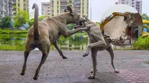 dog scratch causes rabies