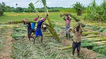 government claims ethanol increased farmers income but investigation revealed truth