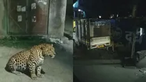 Scare Over Leopards In Lucknow Posh Areas An AI Twist