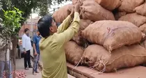 gorakhpur 'Coloured' fake potatoes with chemical seized