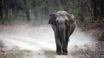 Rupees 40 lakh Elephant Stolen In Jharkhand Sold For 27 Lakh In Bihar