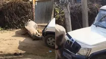 Sikar viral video of bull chased down and killed by running over vehicle 