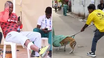 Delhi World Para Athletics Championship Two Foreign Coaches Bitten By Stray Dogs