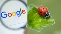 Google bug bounty programme
