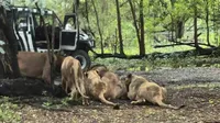 Bangkok Zoo News