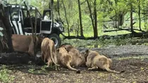 Bangkok Zoo News