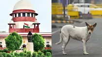 supreme court on stray dogs