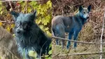 chernobyl dogs turning bright and blue revealed in shocking images in nuclear exclusion zone