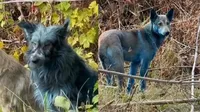 chernobyl dogs turning bright and blue revealed in shocking images in nuclear exclusion zone