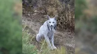Worlds first ever white Iberian Lynx spotted in Spain