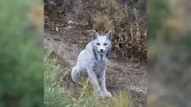 Worlds first ever white Iberian Lynx spotted in Spain