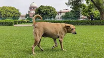 Supreme Court New Order On Removing Stray Dogs From Public Places 