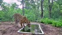 Tiger returns to Gujarat after 32 years 5 years old makes local forest home