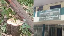 MP Thieves cut down a sandalwood tree from the office of the forest department