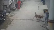 Delhi boy mauled by neighbours pitbull ear torn off horror caught on camera