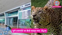 Leopard captured at pune airport after intense operation of Forest Department and Air Force