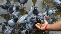 Pigeon feeding under fire Why bans are spreading across Indian states