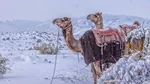 Saudi Arabia sees first snowfall in 30 years Why is it snowing in the desert?