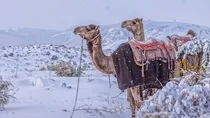 Saudi Arabia sees first snowfall in 30 years Why is it snowing in the desert?