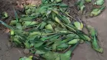 parrot dead food poisoning narmada river mp khargone